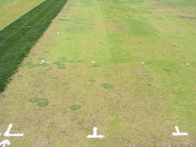 Figure 1: Destruction of Poa annua by anthracnose caused by the fungus Colletotrichum cereale. Untreated control plot in lower left with unaffected bentgrass filling in dead or thinned areas. Plots with treatments varying in efficacy are seen in the background.