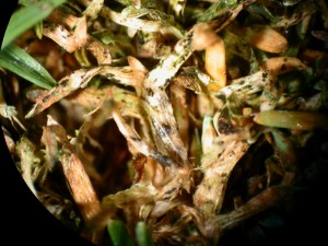 Anthracnose on poa annua