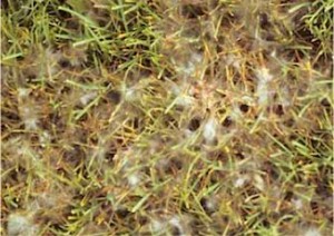 pythium blight