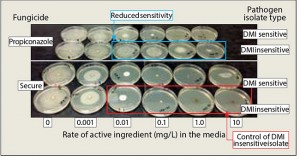 Figure 2: In vitro control of DMI of insensitive isolates. Photo courtesy Mike Agnew, Ph.D.