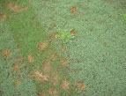 An annual bluegrass plant survives while surrounding annual bluegrass plants were controlled by a herbicide application.