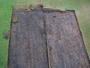 Black layer in the low area of a putting green, indicating poor drainage and anaerobic soil conditions. Sand-filled holes from recent aerification are visibly lighter.