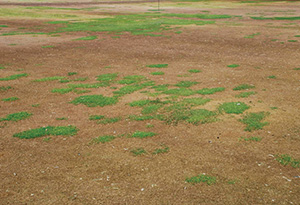 Differences in winter survival of annual bluegrass and creeping bentgrass following a mid-winter warming event.
