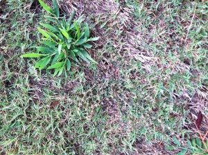 A small team spent time hand weeding bunker faces throughout the course. Spotted spurge was targeted. Photo courtesy of Carlos Sanes.