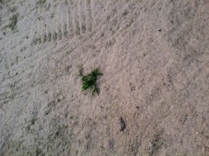 The crew also targeted crabgrass in bunkers. Photo courtesy of Carlos Sanes.