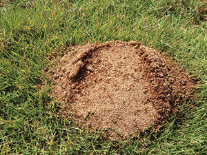 “Red Imported Fire Ants are a medical threat to people entering their generally large areas of nesting and activity,” says Dr. Stuart Mitchell.