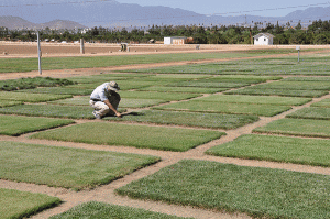 A researcher checks turf plots during the 2014 California Turf Field Day.