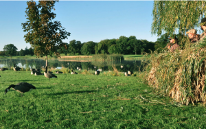 Hunters hide themselves in a blind set up under a willow tree on Pebble Creek GC. 