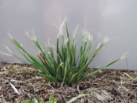 Figure 1: Many native prairie junegrass populations do not exhibit acceptable mowing quality.