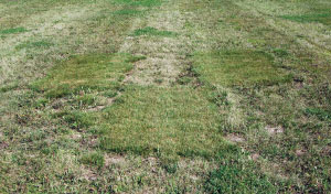 Figure 2: European-derived cultivars and selections of prairie junegrass provide an excellent low-input turf, but are not widely used due to poor seed production and seed quality. In this photo, three European cultivars are surrounded by native populations with poor turf quality.