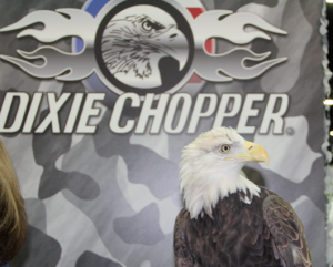 A bald eagle was on display at the Dixie Chopper booth last week at GIE+Expo in Louisville. Photo by Seth Jones