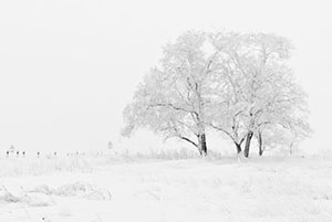 tree-in-fog-snow