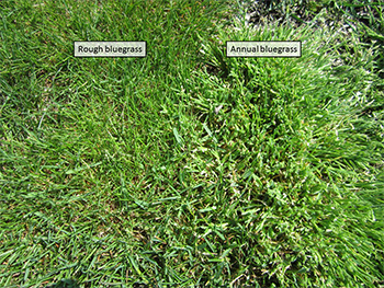 FIGURE 1 Laser Rough bluegrass growing adjacent to annual bluegrass.