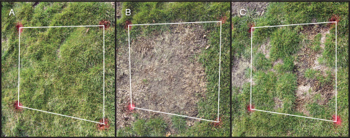 FIGURE 3 Effects of seasonal glyphosate timing on green rough bluegrass cover the spring following treatment in Manhattan, Kan., on May 30, 2012. A) Untreated rough bluegrass; B) rough bluegrass treated with glyphosate in spring; C) rough bluegrass treated with glyphosate in mid-summer.