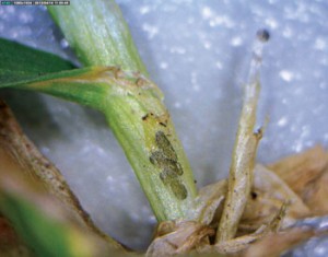 Annual bluegrass weevil females place their eggs between the sheath and the stem of the plant where they are well protected from predators. The eggs change color from yellow (top egg) to black (bottom three) as they become closer to hatching.