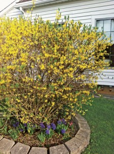 Forsythia has been a useful indicator of ABW adult movement out of overwintering sites and can be useful in timing insecticide applications. The “half green/half gold” stage (when the plant has lost half of its yellow flowers) has been correlated to adult peak densities on the short-mown turf areas and denotes the time when applying adulticides are most effective.