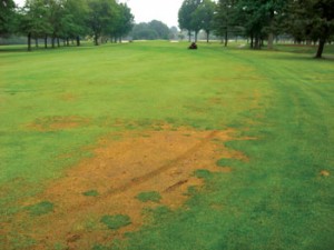 First-generation larval feeding damage may often be severe on the edges of rough-short mown borders. Damage expression is influenced by many factors, including larval density, turfgrass species and plant stress. 