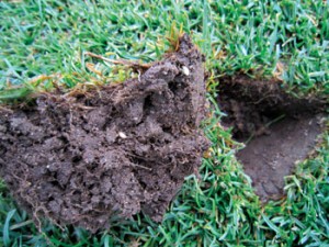 Removing a soil core reveals late-instar larvae (fourth and fifth instars). These stages exit the plant, and therefore may be exposed to contact insecticides. However, older larvae are voracious feeders and capable of causing severe damage if larvicides do not work quickly, are timed poorly or have short-residual activity.