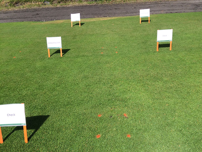 Test plots of Velista, which Syngenta launched at the 2-15 Golf Industry Show, are showing great results on Seashore Paspalum.