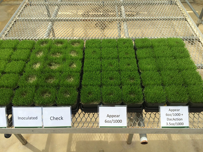 Pictured left is a Greenhouse trial of Pythium blight on creeping bentgrass, and to the right is Appear fungicide plus Daconil Action.