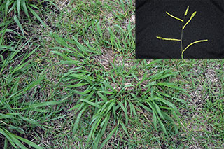 FIGURE 1: Dallisgrass growth habit in bermudagrass turf and characteristic drooping seedhead (inset).