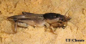 Mole cricket / University of Florida