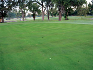 Image from Aug. 13, 2014, illustrating the darker green color observed with applications of plant growth regulators containing paclobutrazol compared with other products or control treatments.