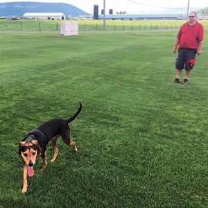 An adult beagle detects hidden samples of ABW in a controlled field trial at the Penn State turfgrass research center. 