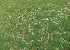 Salt buildup at the soil surface. The salt only accumulates where turf is sparse and algae are the dominant surface cover.