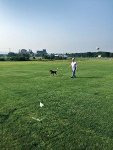 Carl is led by his handler (Bun Montgomery) through rough-height turf in search of ABW in controlled field trials.