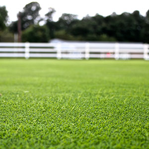 Creeping bentgrass putting green turf exhibiting etiolation symptoms as a result of infection with Acidovorax avenae. Symptoms include abnormal elongation of turfgrass stems and leaves that develop rapidly overnight.