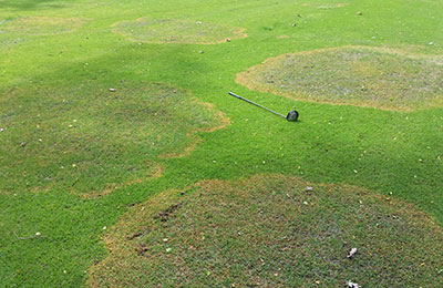 Seasonal large patch epidemics disrupt the uniformity of golf course turf.