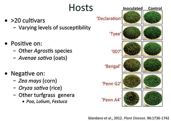 Figure 2: Cultivar inoculations of creeping bentgrass with Acidovorax avenae subsp. avenae (isolate MSU4). Note the varying disease severity, with cultivars such as Declaration, Tyee and 007 exhibiting significantly less disease symptoms than Penn G2 and Penn A4. Plants were kept in a growth chamber at ~86°F with high relative humidity. Pictures taken 14 days post inoculation. 