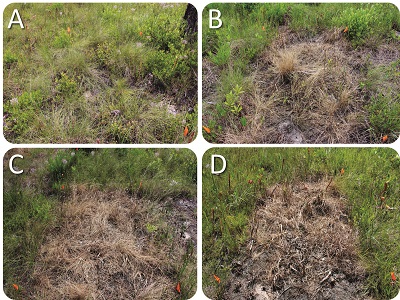 Wiregrass injury on June 20, 2015, six weeks after summer application. A. Specticle FLO (9 fl. oz. /acre) B. Specticle FLO (9 fl. oz. /acre) + Roundup PRO (4 qt. /acre) C. Specticle G (200 lbs. /acre) + Roundup PRO (4 qt. /acre) D. Specticle Total (44 pt. /acre)