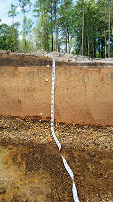 Thin clay band at the interface of sand and gravel (14-inch depth) in a nine-year-old putting green in Mississippi.