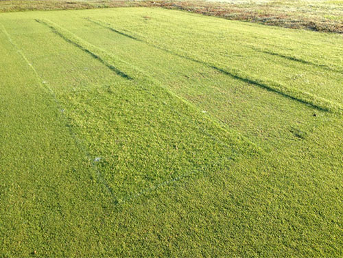 Figure 1Plots of Sea Isle 1 seashore paspalum used for seedhead production experiments that were mowed at various heights from 2012 to 2015. 