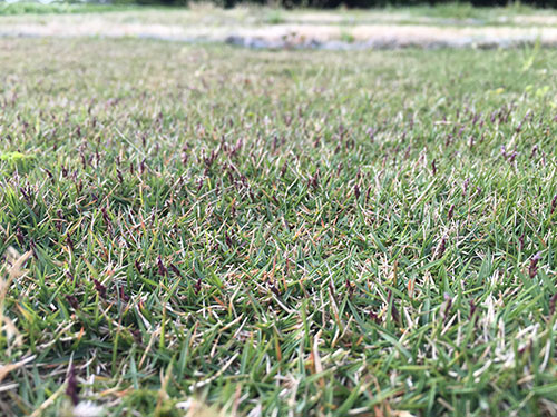 Figure 3 Diamond zoysiagrass seedhead emergence in spring.