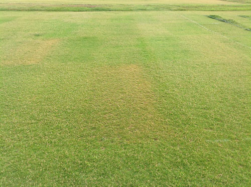 Figure 5 Seashore paspalum injury from ethephon plus trinexapac-ethyl treatments.