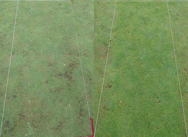 The photo on the left is an untreated area with severe sting nematode feeding damage. The photo on the right is on the same putting green, but nematicide application was properly timed.