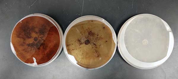 Figure 1 Morphology of Rhizoctonia solani AG 2-2 LP on potato dextrose agar (left), calcium nitrate-amended media (middle) and ammonium sulfate-amended media (right).