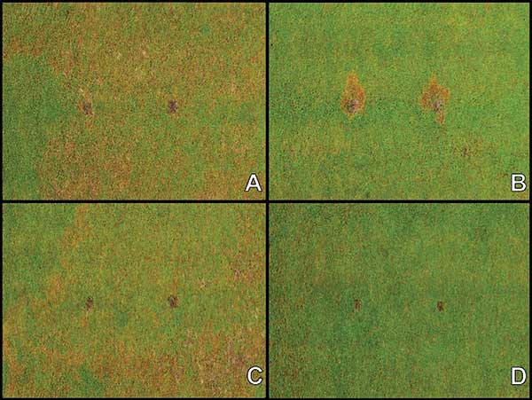 Figure 2</strong Large patch development on plots receiving nitrogen at different periods of time in Missouri: Summer (A), Spring (B), Fall (C), Fall plus Spring (D). No fungicide was applied to these plots.