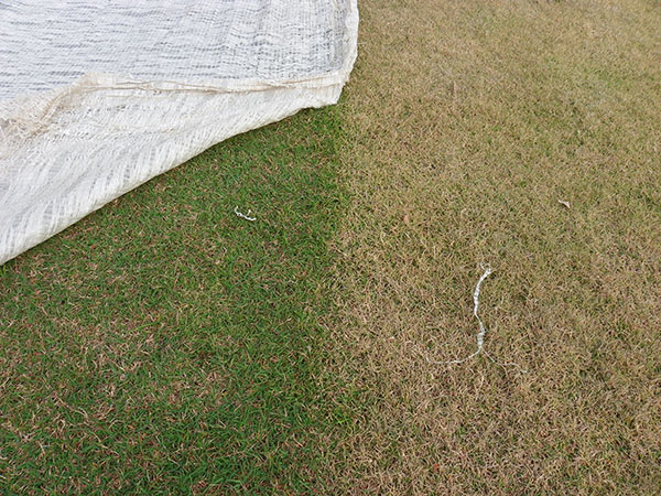 Figure 2 Color differences between the covered study and uncovered surround.