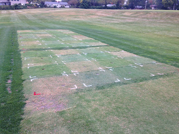 Figure 3 Research plots demonstrating fall color retention in October 2015.