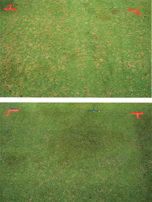 Dollar spot suppression with ferrous sulfate (FeSO4) applied at 0 (untreated control-top), 0.5 and 1 lb. per 1,000 sq. ft. on a 007 creeping bentgrass putting green.