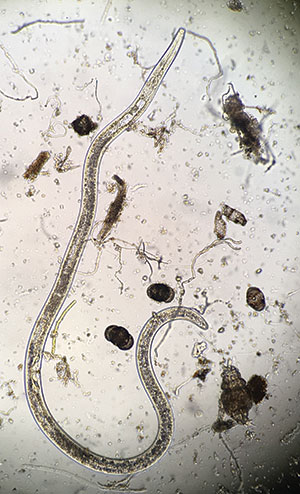 Figure 1 Belonolaimus longicaudatus (sting nematode) is a large nematode, reaching sizes of about 1/8-inch long when mature.