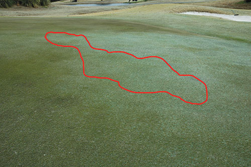 Figure 5 A putting green with nematode damaged turf outlined in orange. Sample the margins of the damaged area where there is still green turf and symptoms are showing.