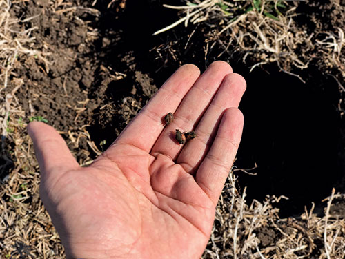 Yellow nutsedge tubers survive winter underground. Tubers may remain dormant for years and may sprout more than once in spring.