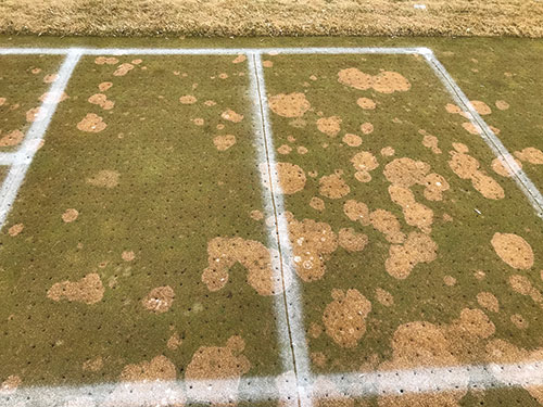 Figure 1 The plot on the left has not received potassium for the past six years. The plot on the right has received 1.3 pounds of K2O/1000 square feet annually during that period. The grass type is ‘A4’ creeping bentgrass maintained as a putting green on a sand-based root zone.