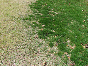 Zoysiagrass in cool-season rough (Photo: Aaron Patton)