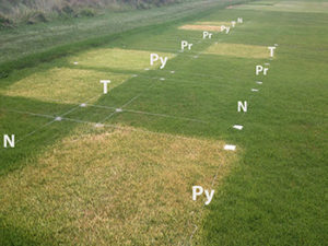 Visible bleaching symptoms (Photo: Aaron Patton)